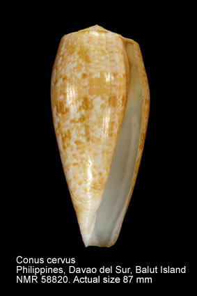 Conus cervus.jpg - Conus cervusLamarck,1822
